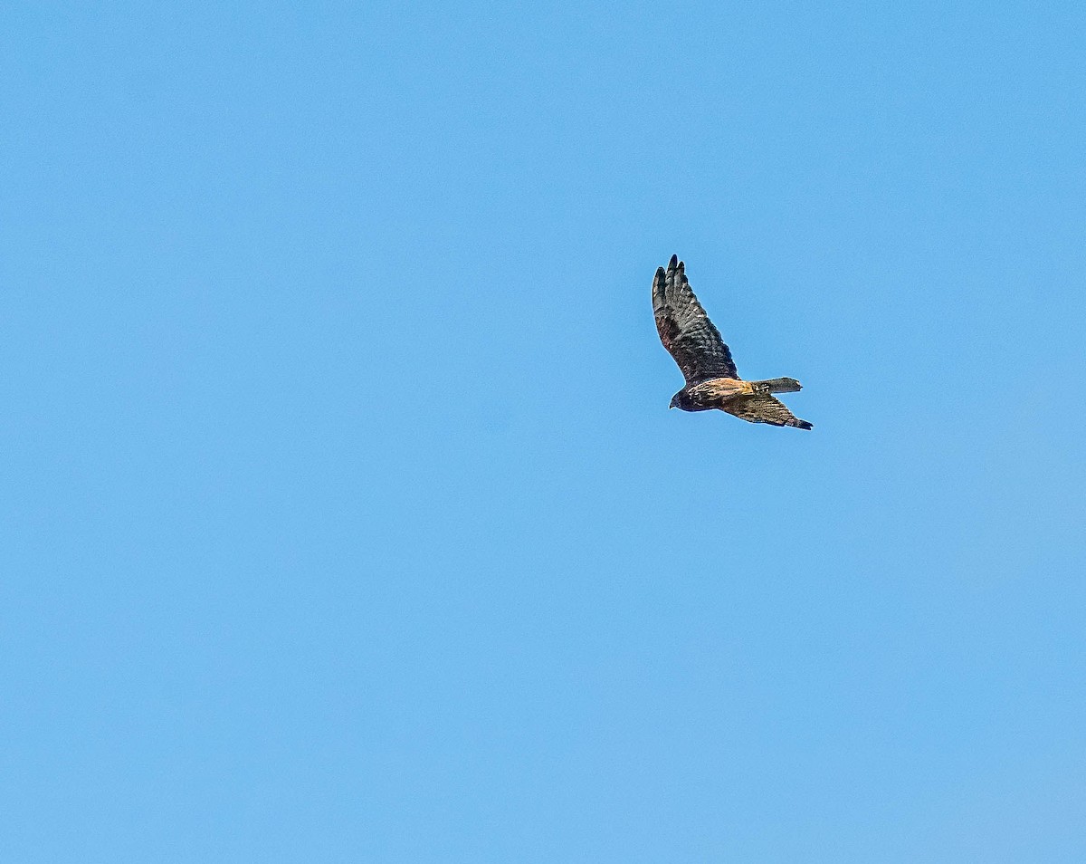 Swamp Harrier - ML620469163