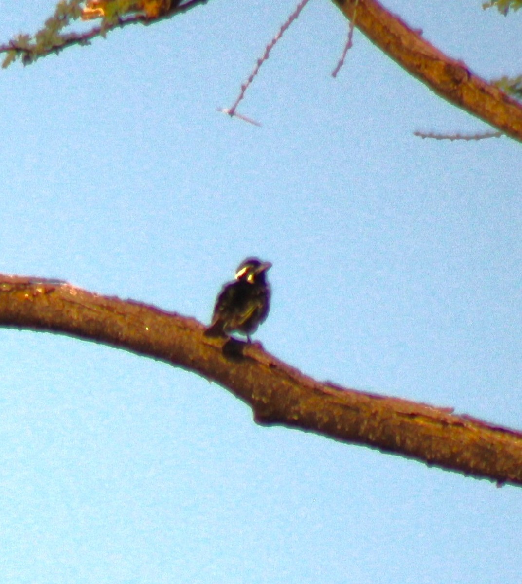 Black-throated Barbet - ML620469177