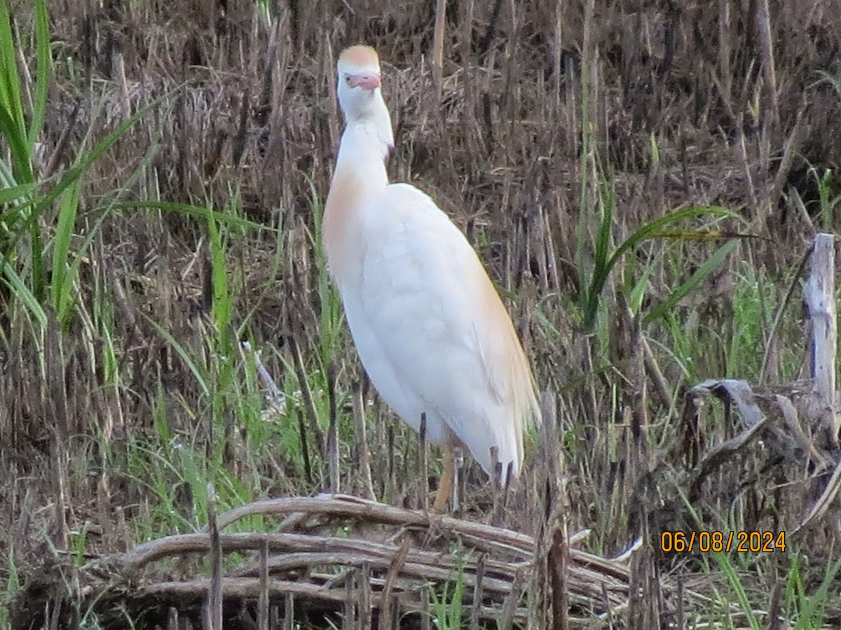 ニシアマサギ - ML620469179