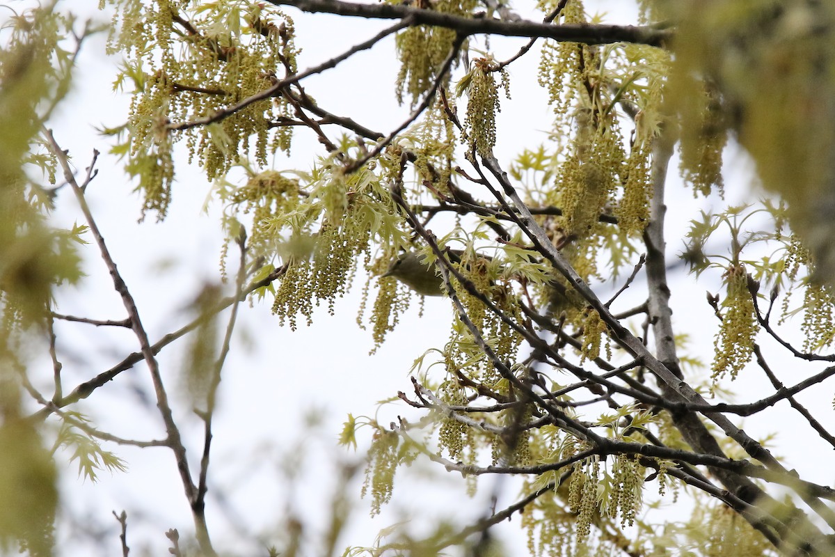 Orange-crowned Warbler - ML620469186