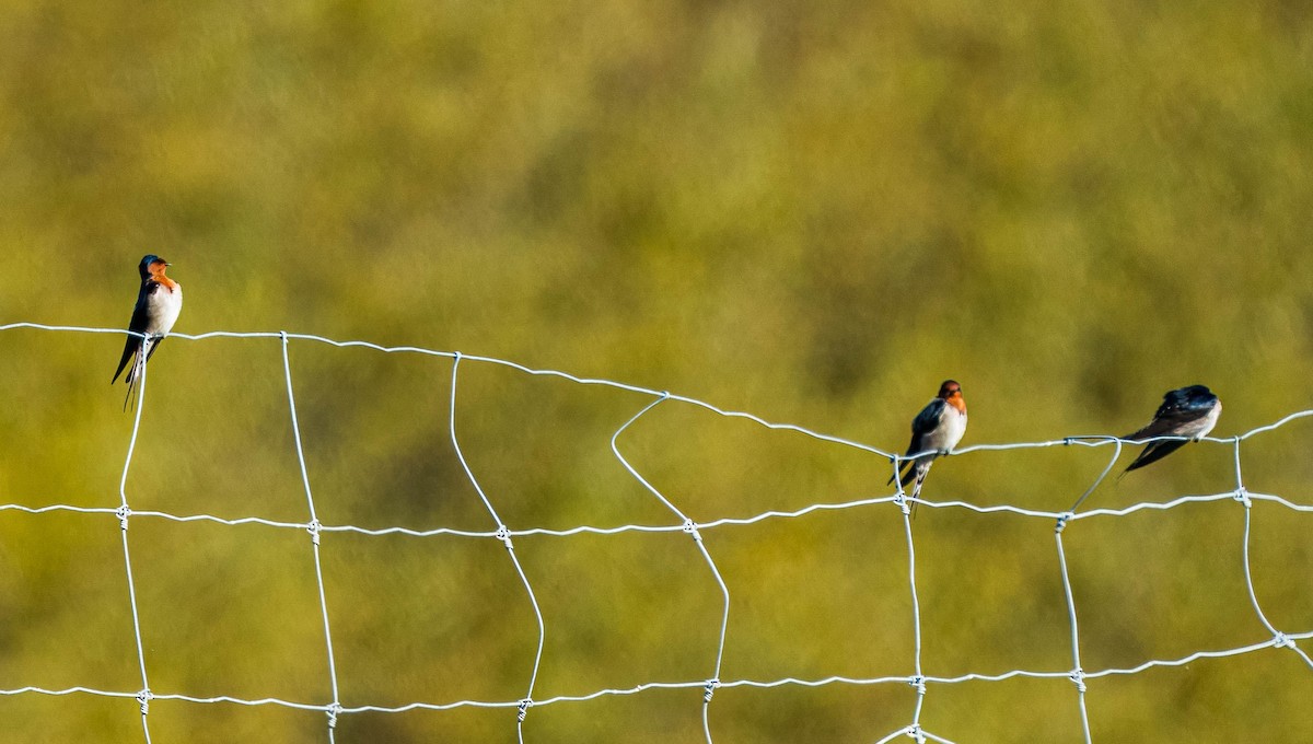 Golondrina Australiana - ML620469187