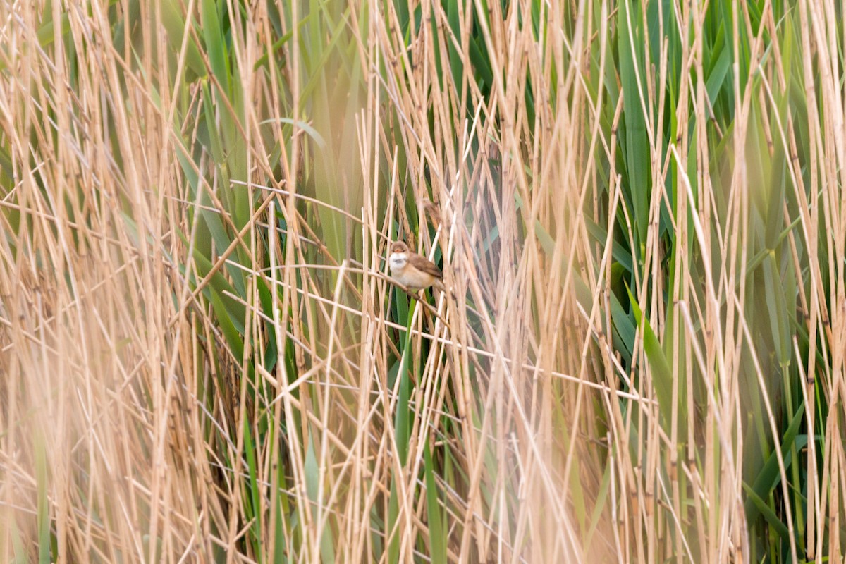 Common Reed Warbler - ML620469189