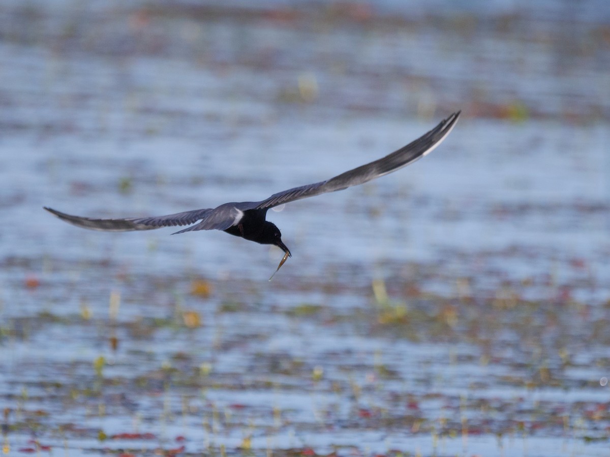 Black Tern - ML620469202