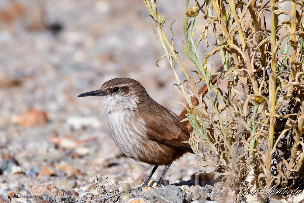 Straight-billed Earthcreeper - ML620469205