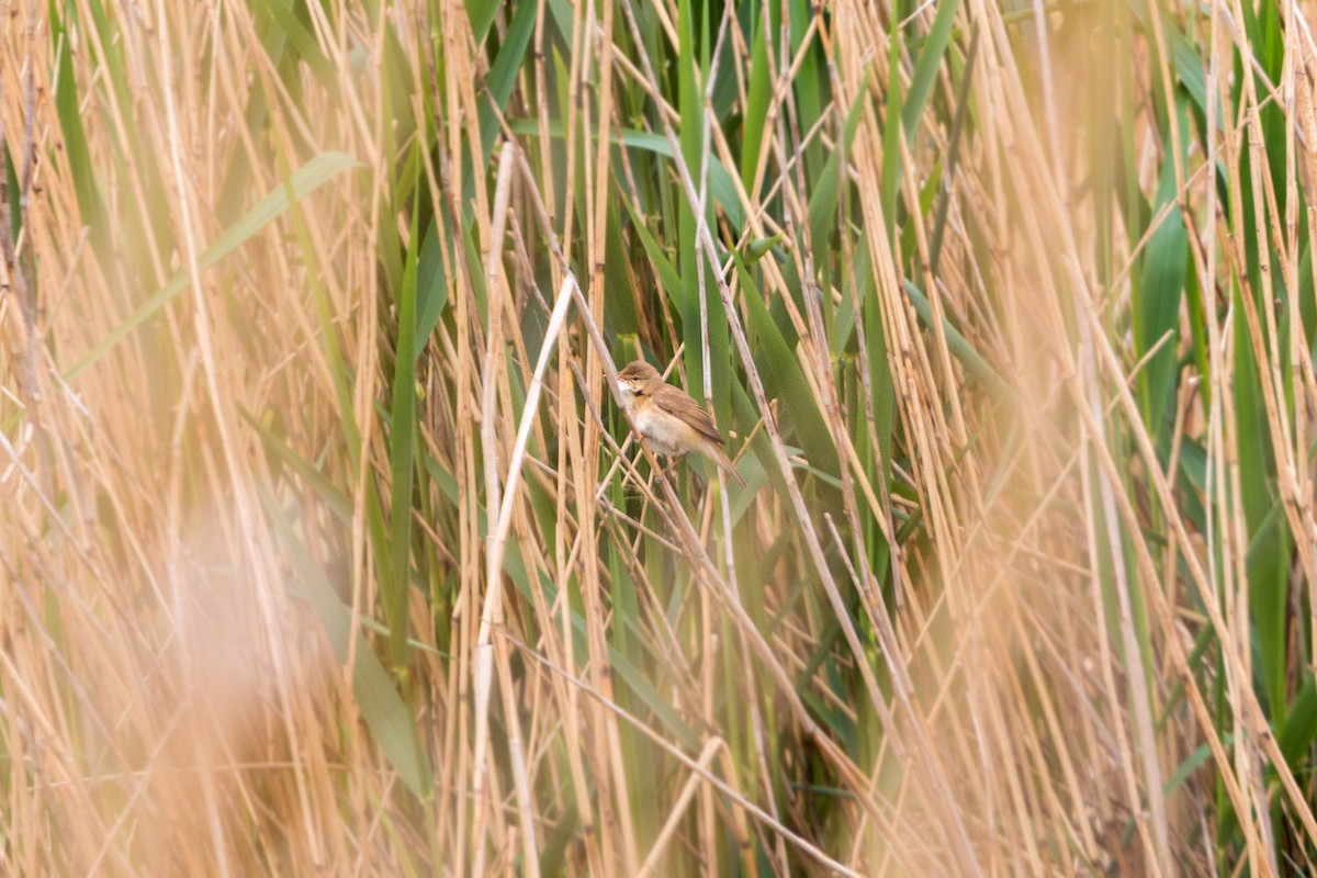 Common Reed Warbler - William Clark
