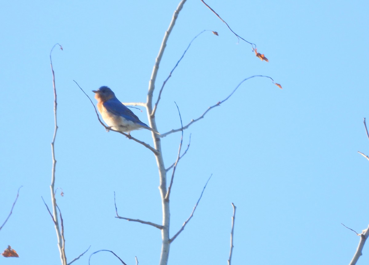 Eastern Bluebird - ML620469210