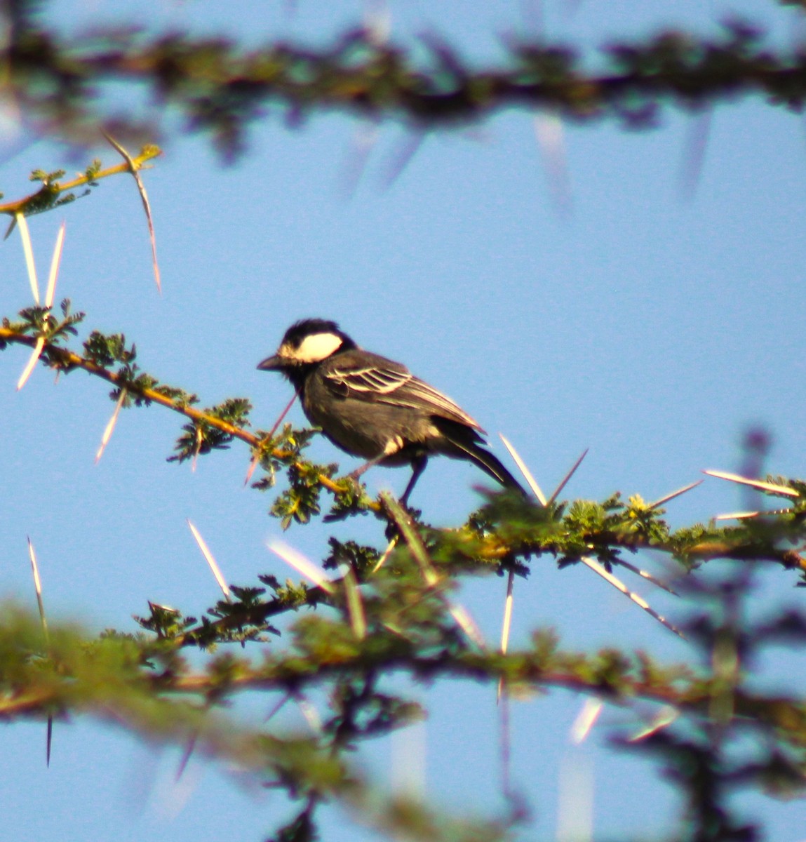 Somali Tit - ML620469211