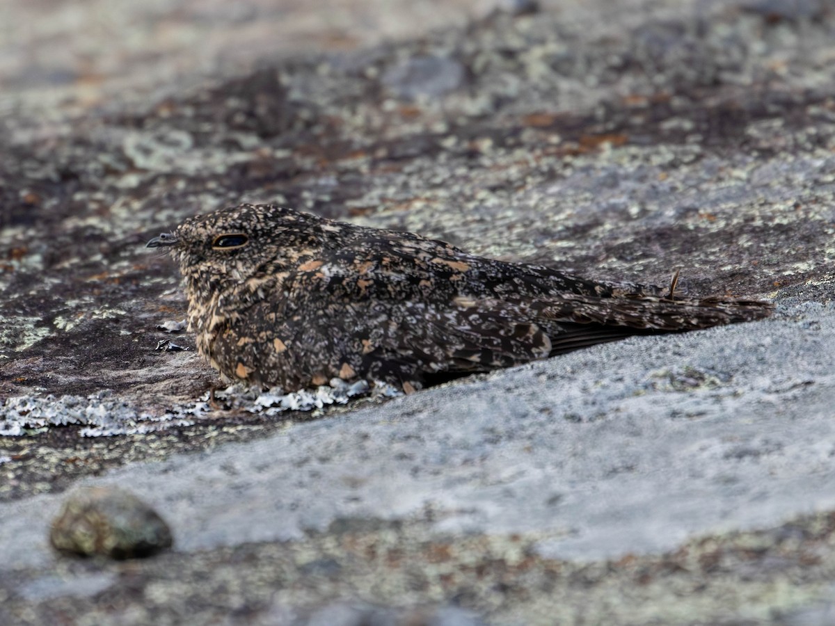 Pygmy Nightjar - ML620469212