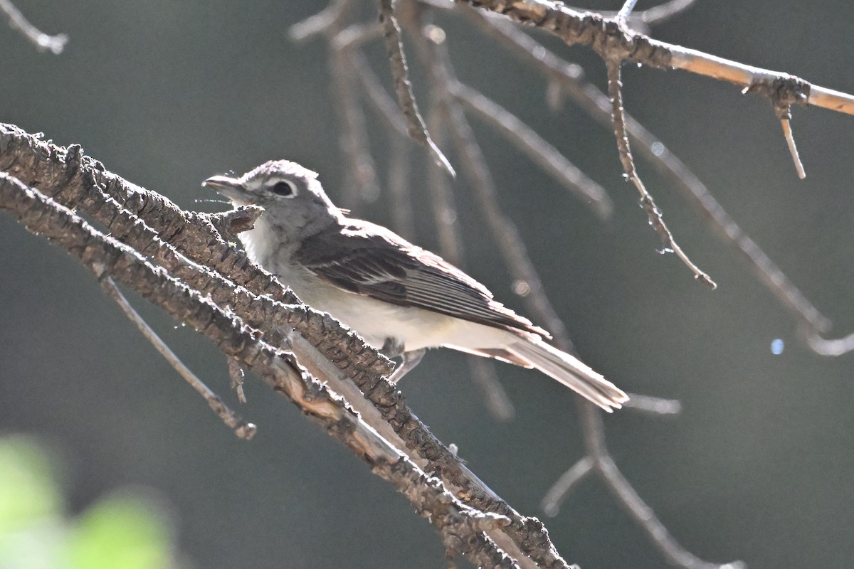 Plumbeous Vireo - ML620469214