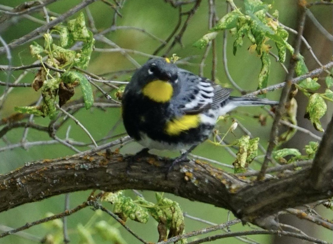 Yellow-rumped Warbler (Audubon's) - ML620469215