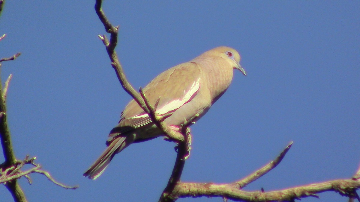 White-winged Dove - ML620469217