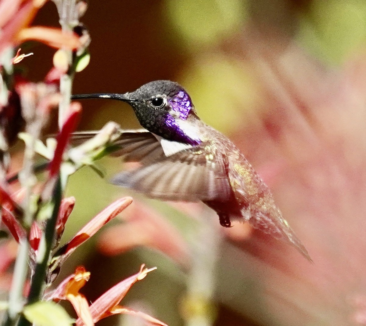Costa's Hummingbird - ML620469219