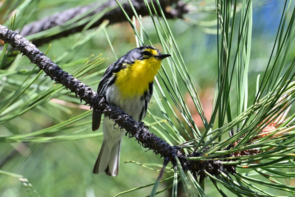 Grace's Warbler - ML620469224