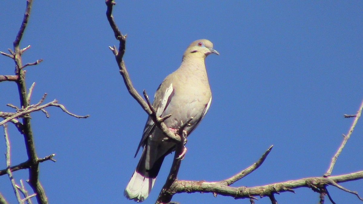 White-winged Dove - ML620469225