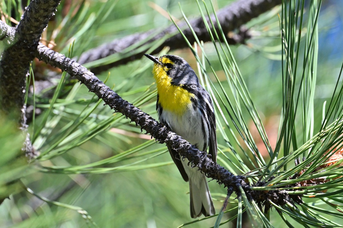 Grace's Warbler - Buck Lee