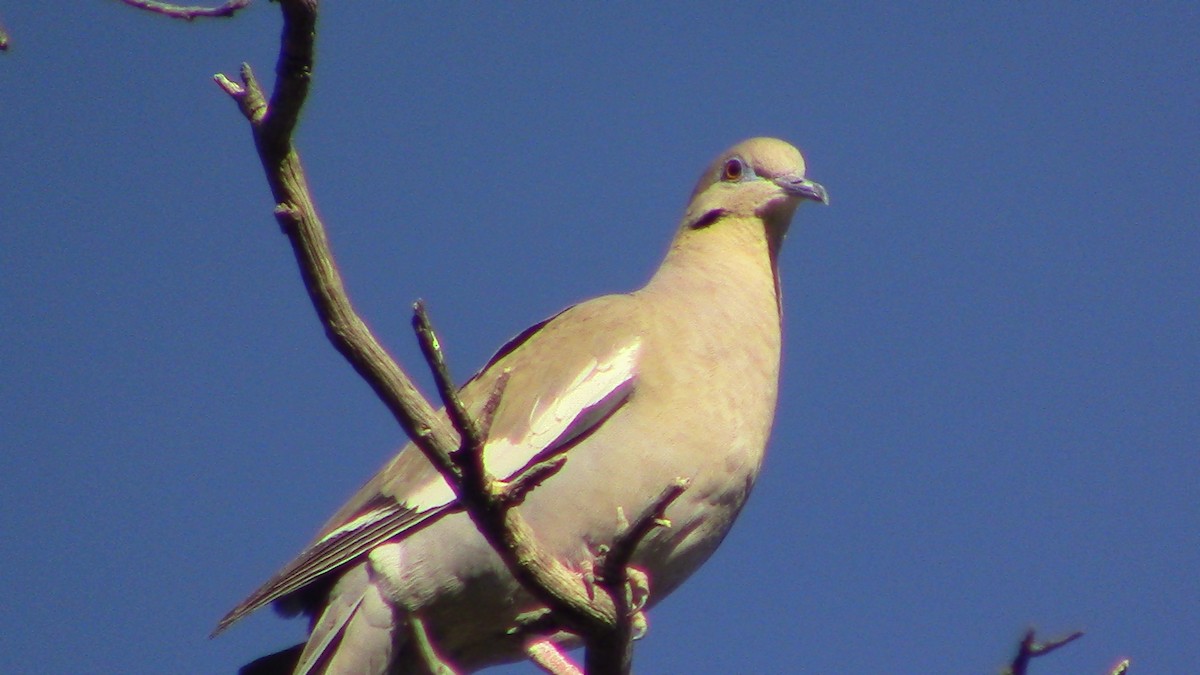 White-winged Dove - ML620469232