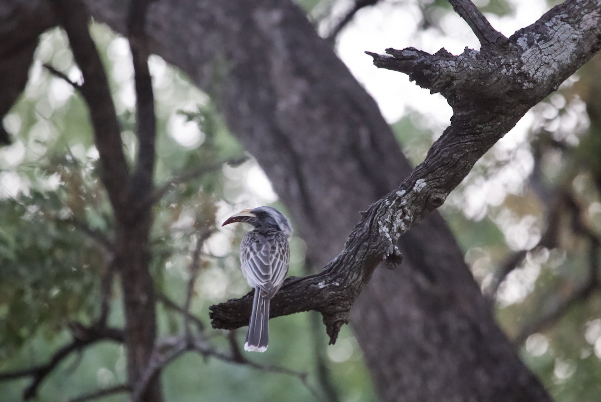 African Gray Hornbill - ML620469234