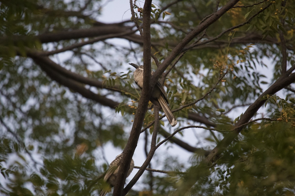 African Gray Hornbill - ML620469235