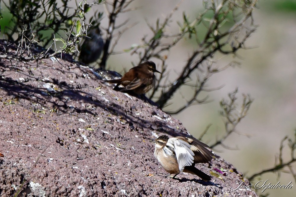 Cream-winged Cinclodes - ML620469239