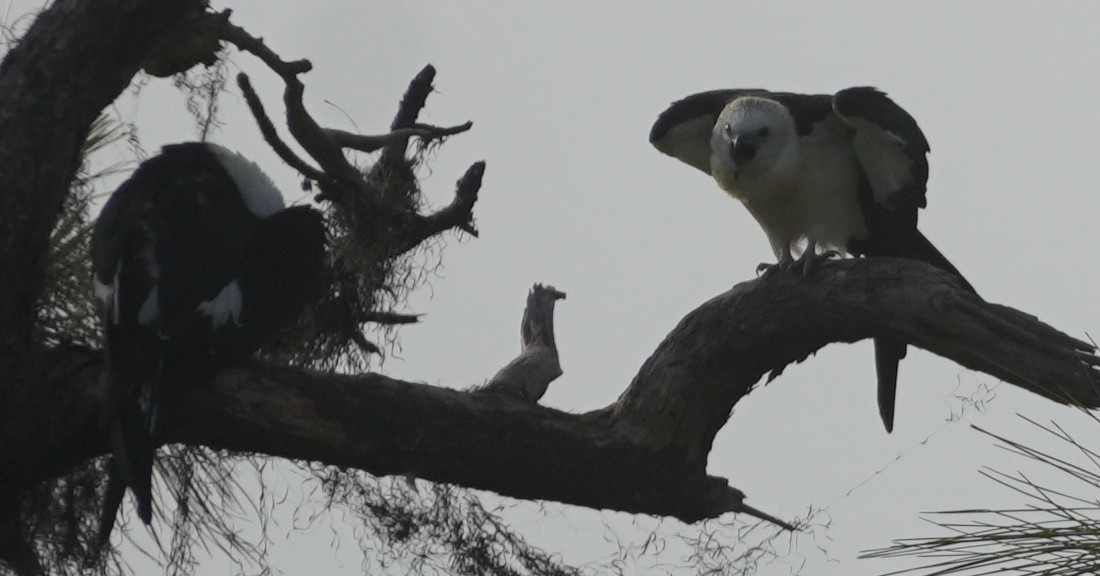 Swallow-tailed Kite - ML620469240