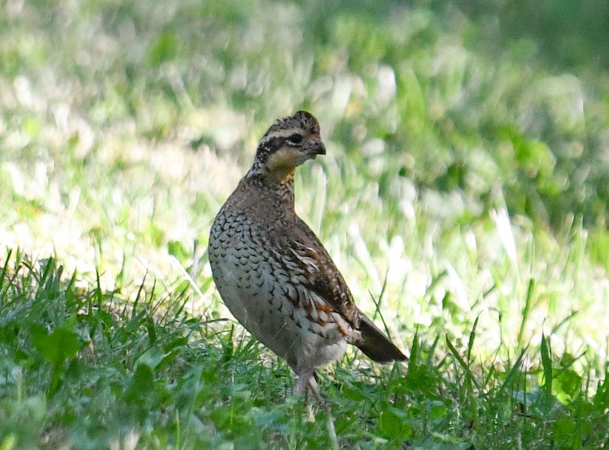 Northern Bobwhite - ML620469245