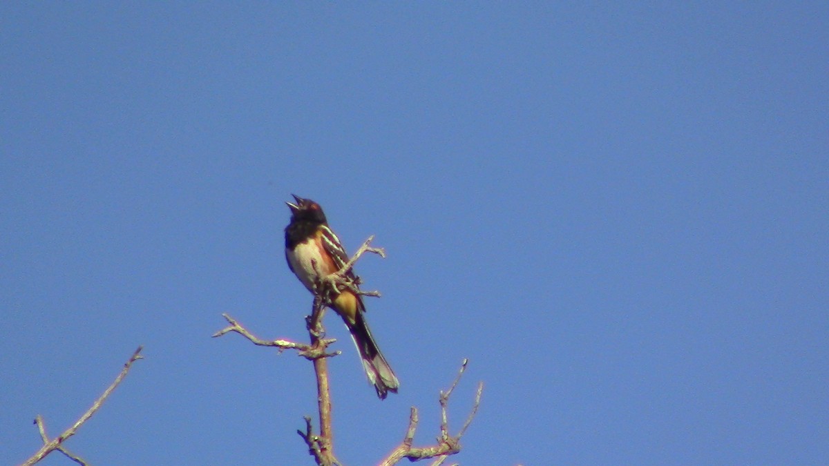 Spotted Towhee - ML620469247