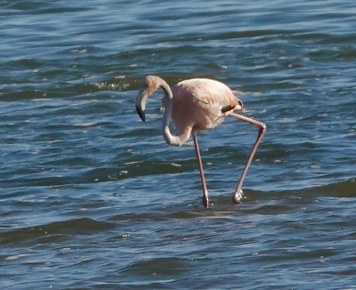 American Flamingo - ML620469251