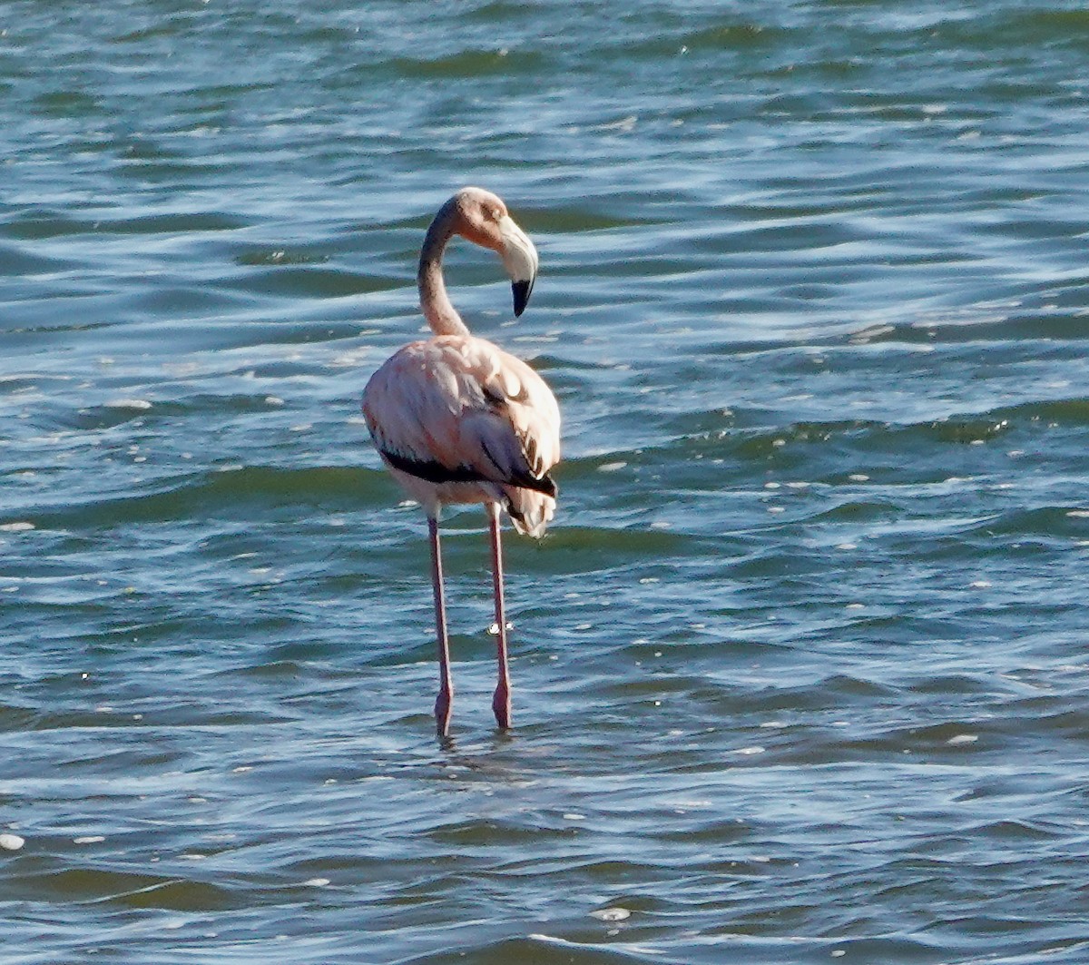 American Flamingo - ML620469253