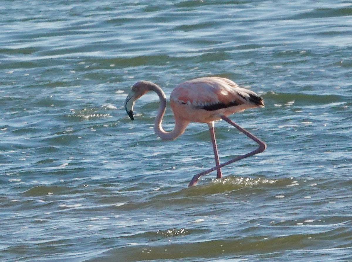 American Flamingo - ML620469254