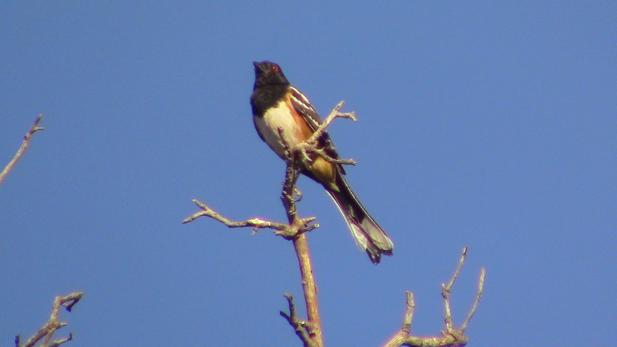 Spotted Towhee - ML620469255