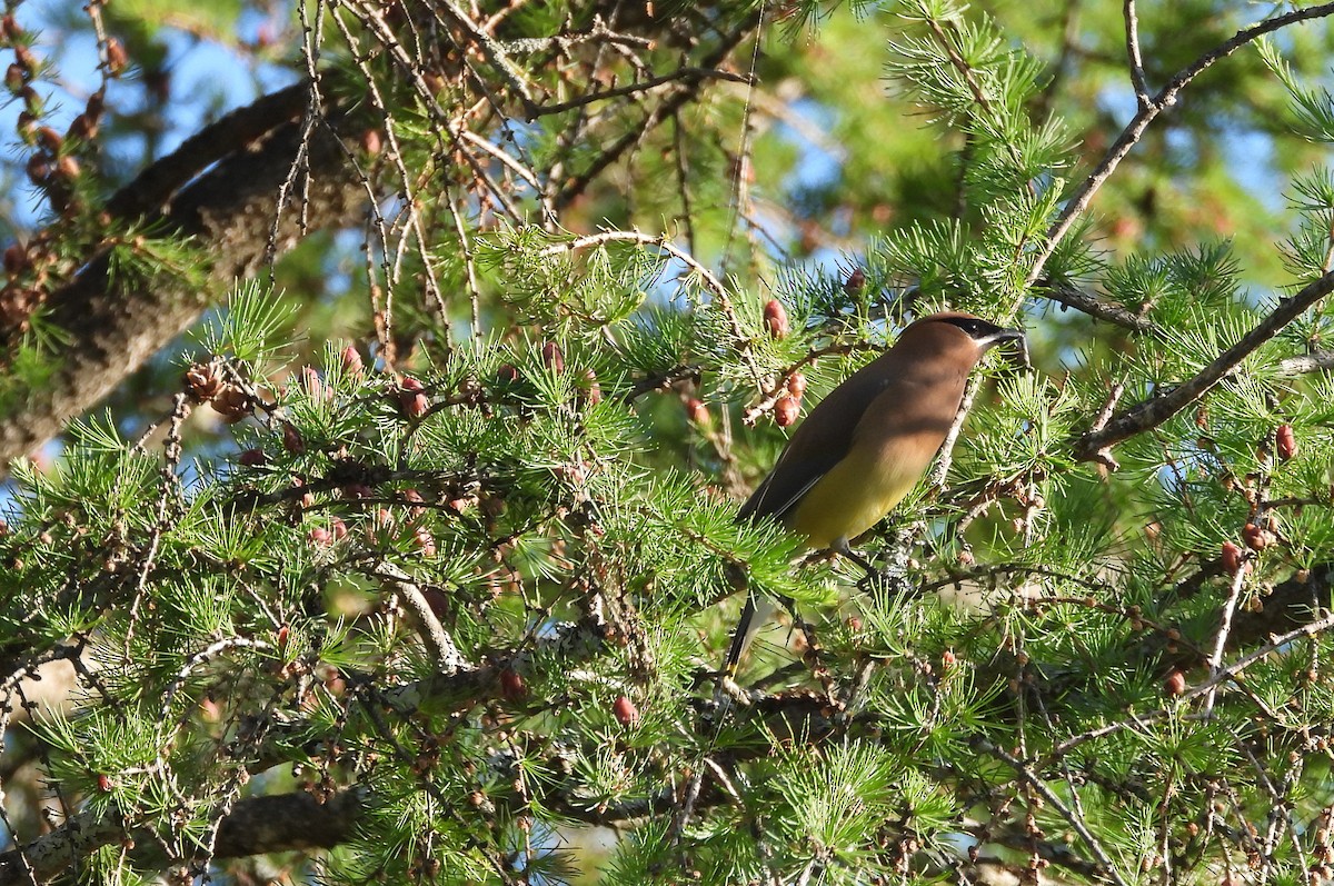 Cedar Waxwing - ML620469272