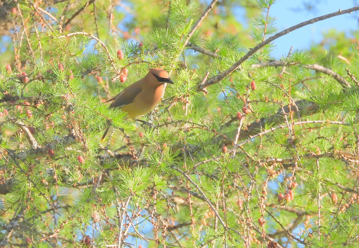 Cedar Waxwing - ML620469273