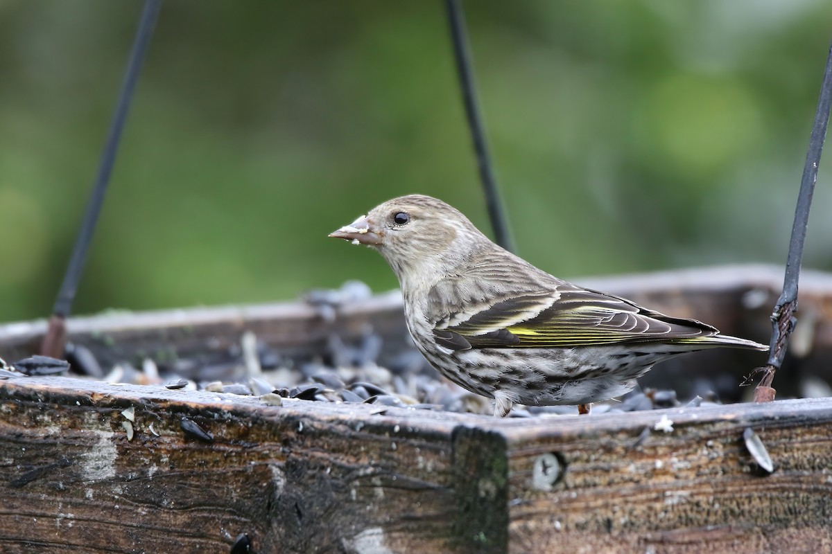 Pine Siskin - ML620469274