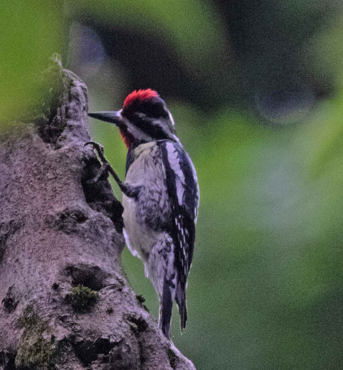 Yellow-bellied Sapsucker - ML620469281