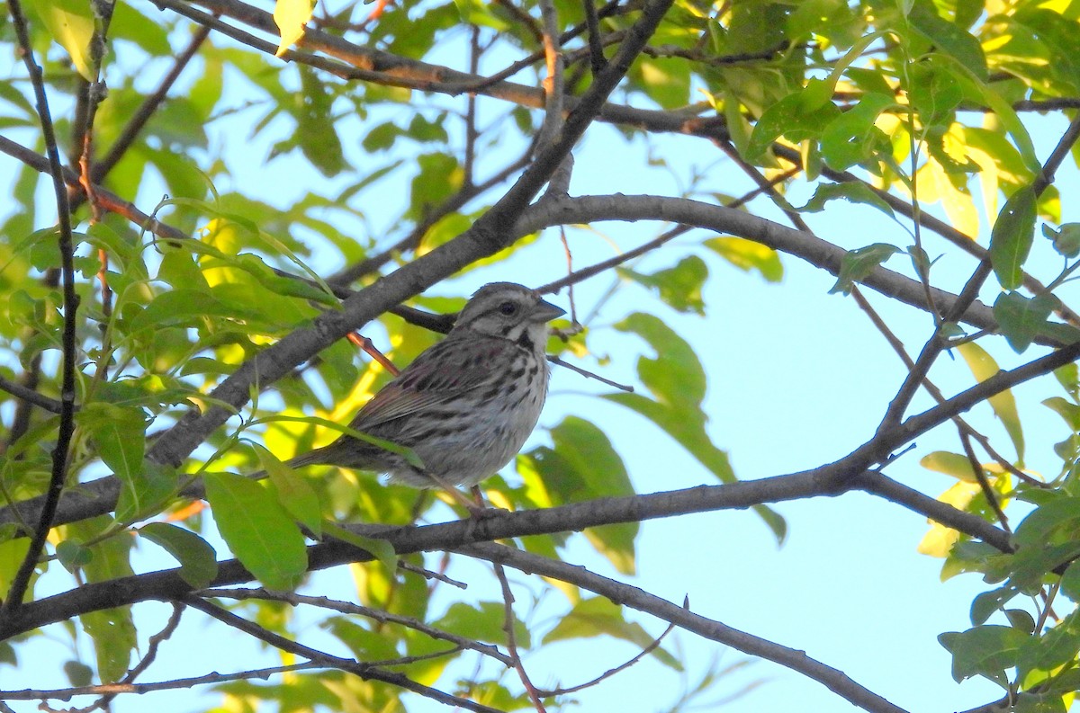 Song Sparrow - ML620469286