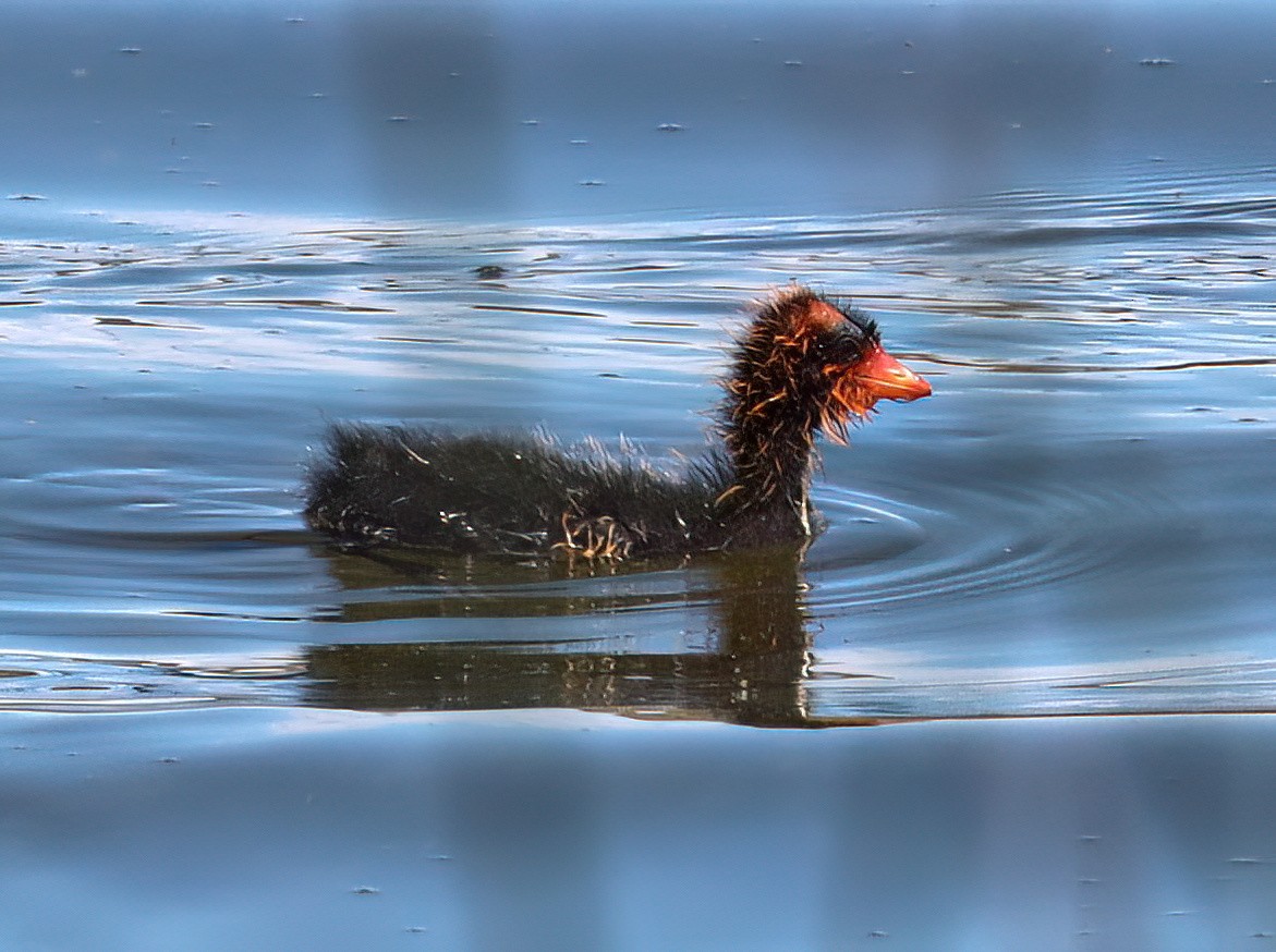 American Coot - ML620469287