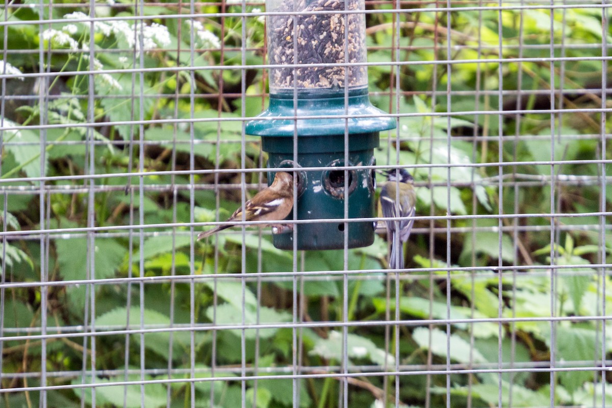 Common Chaffinch - ML620469291