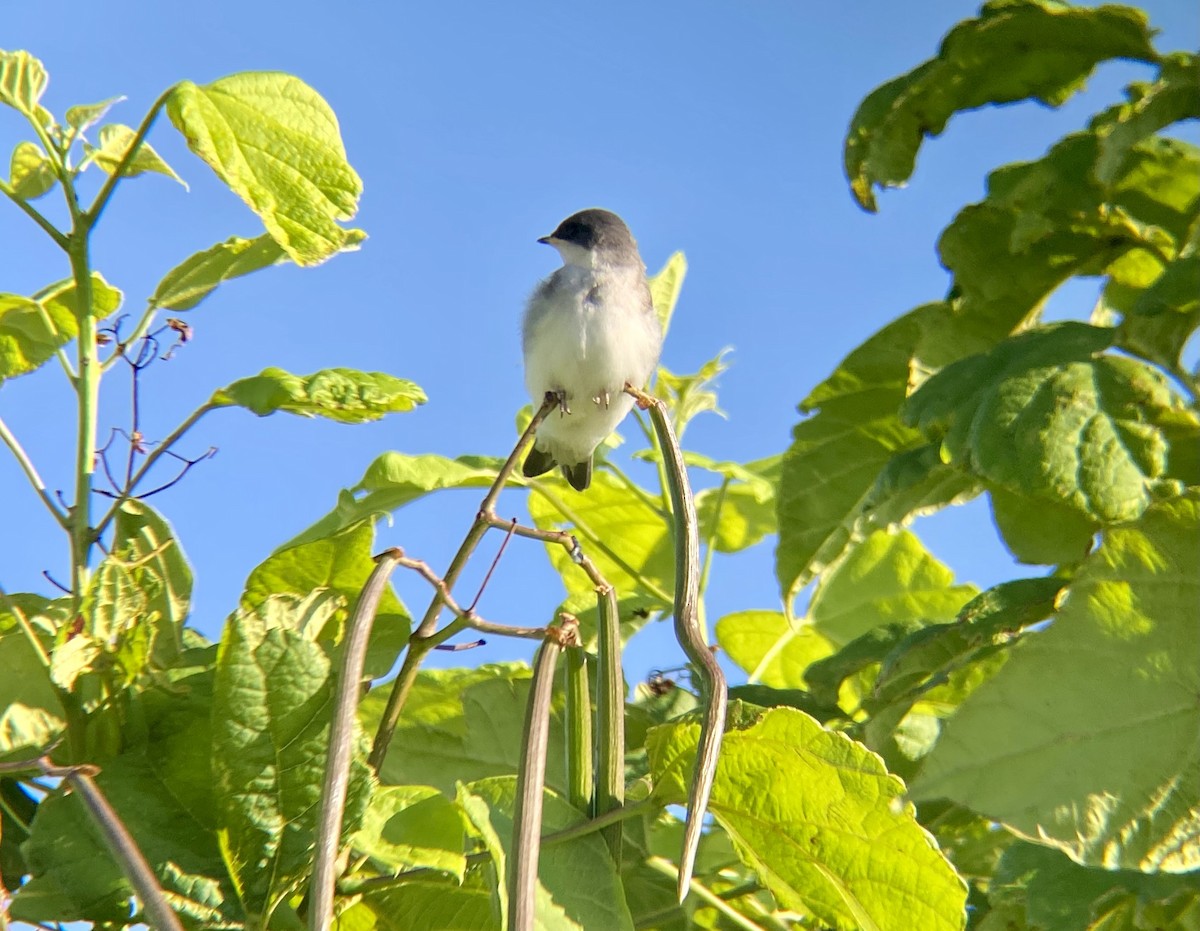 Tree Swallow - ML620469293