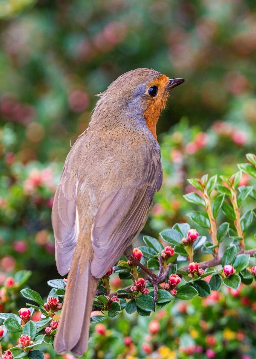 European Robin - ML620469295