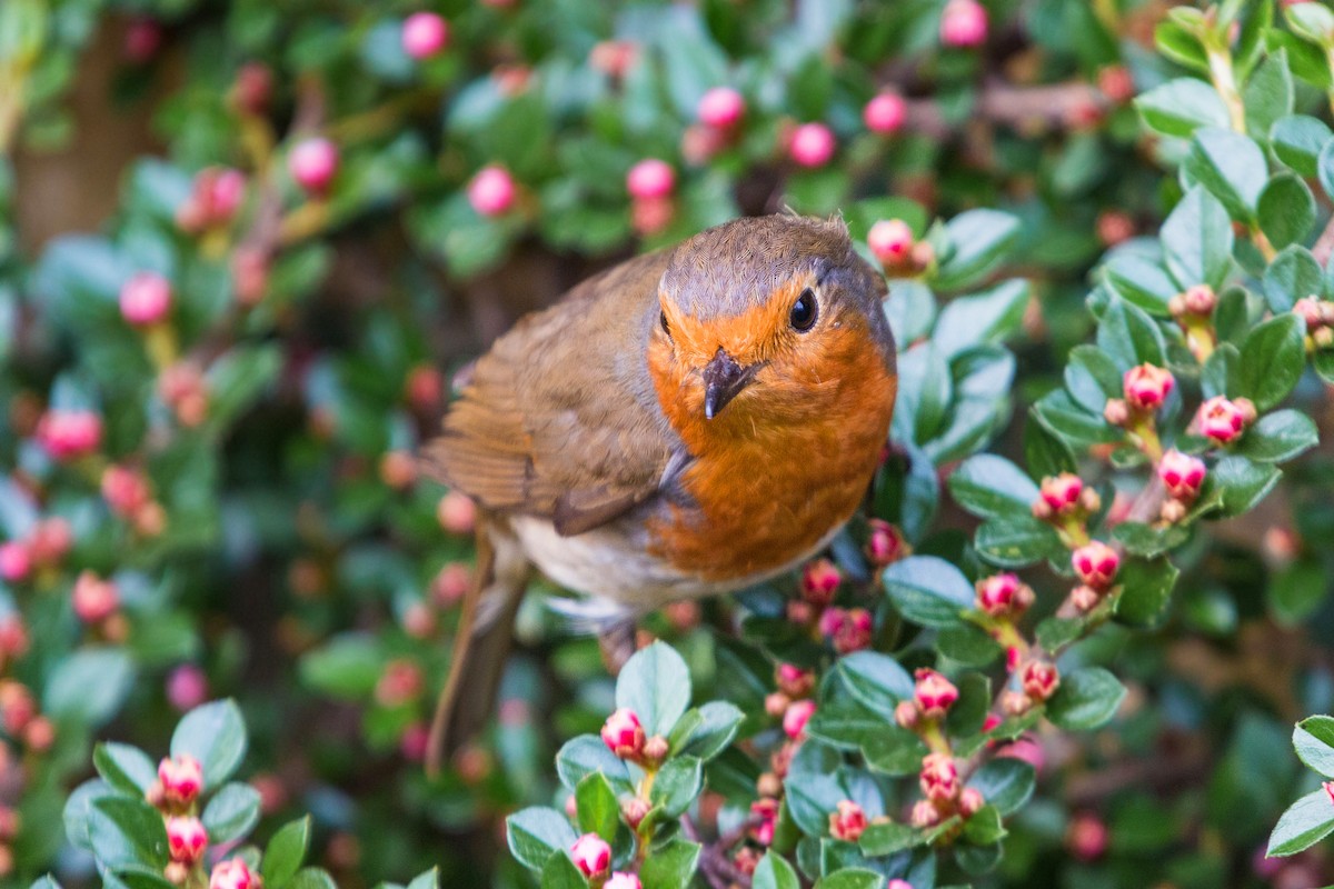 European Robin - ML620469298