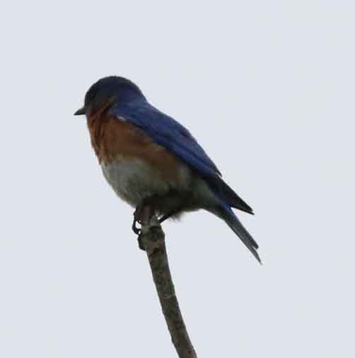 Eastern Bluebird - ML620469314