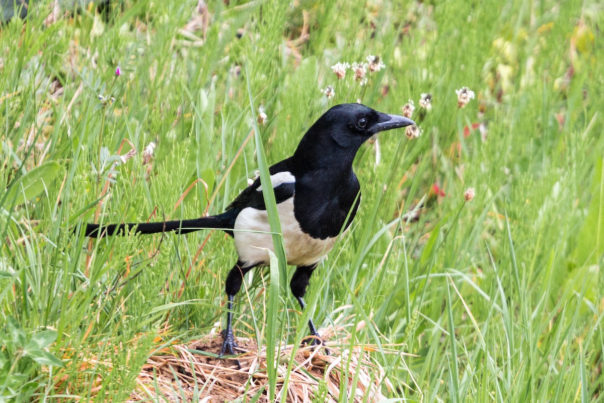 Eurasian Magpie - ML620469315