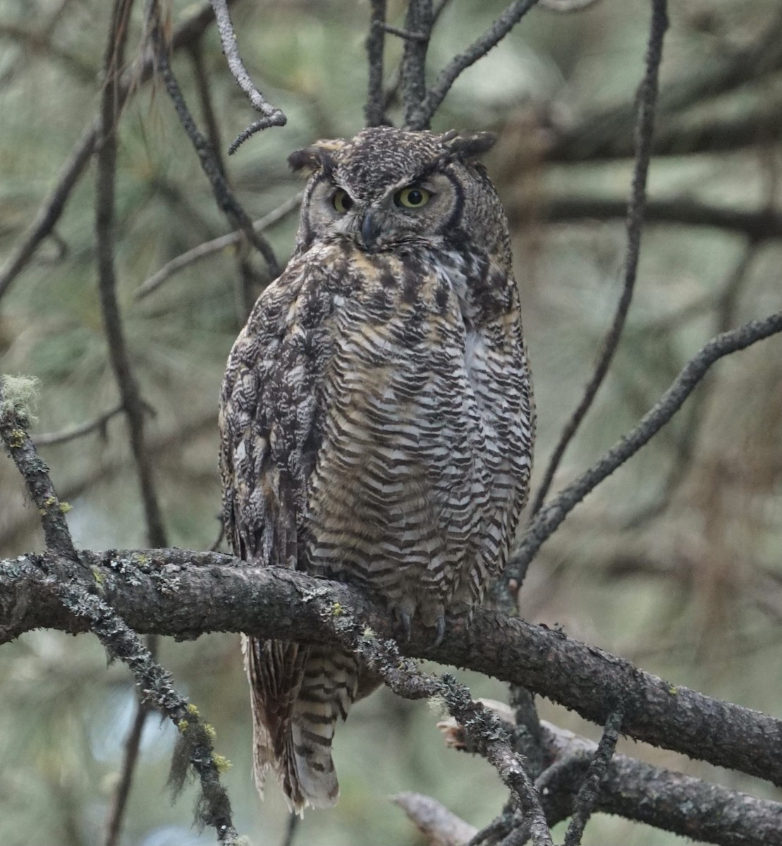 Great Horned Owl - ML620469317