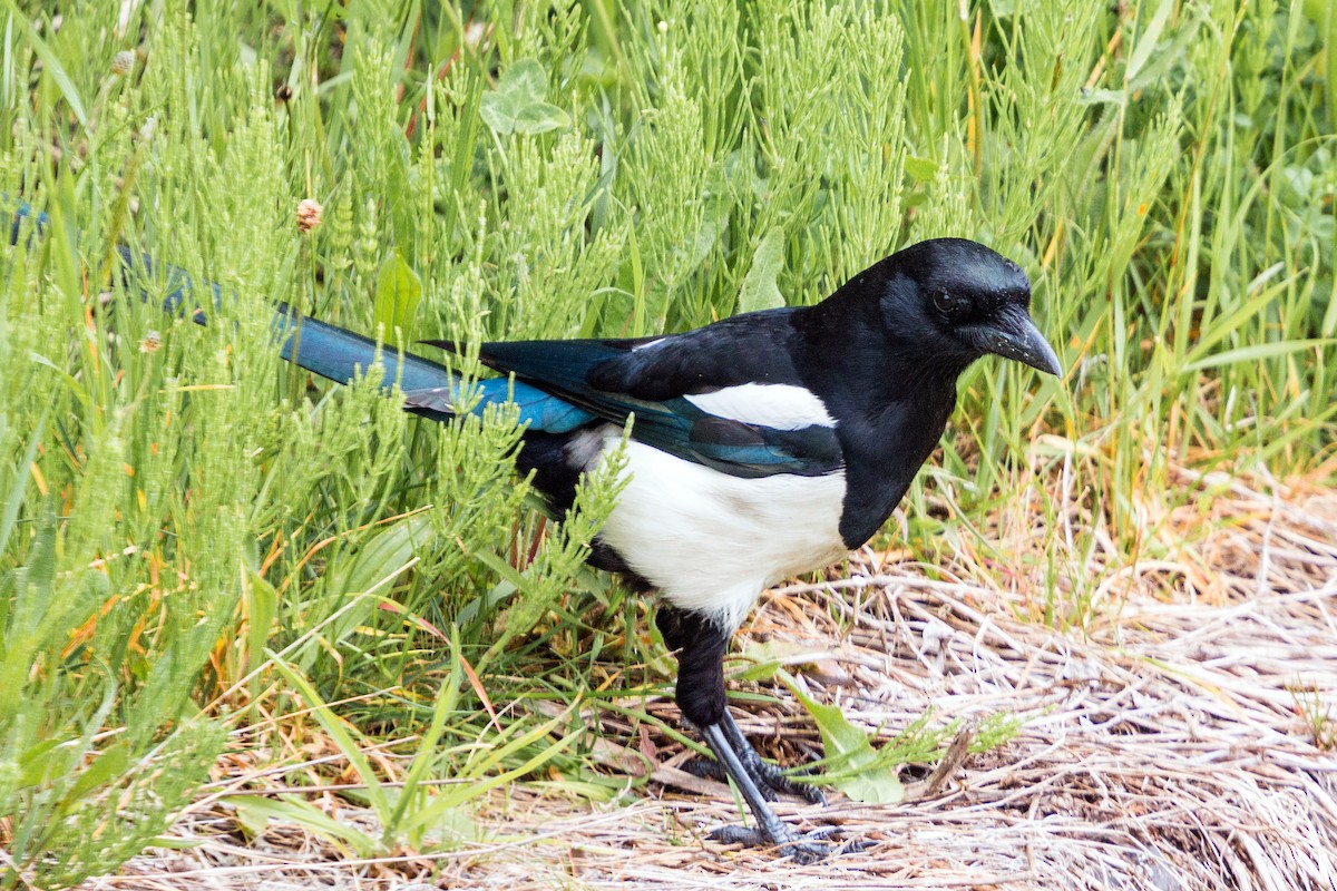 Eurasian Magpie - ML620469321