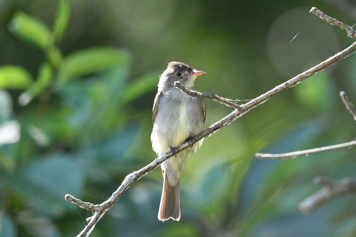 Willow Flycatcher - Elaine Thomas