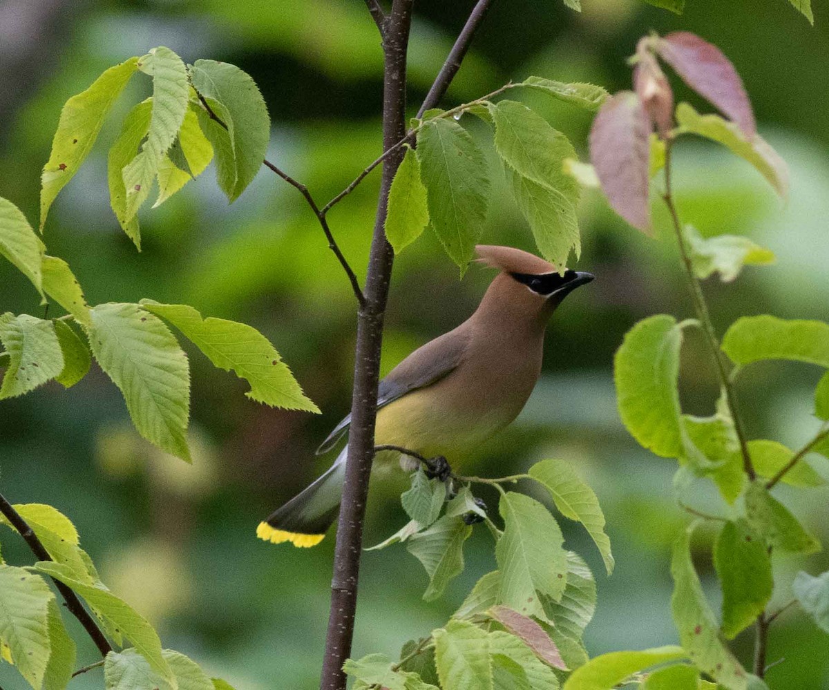 Cedar Waxwing - ML620469330