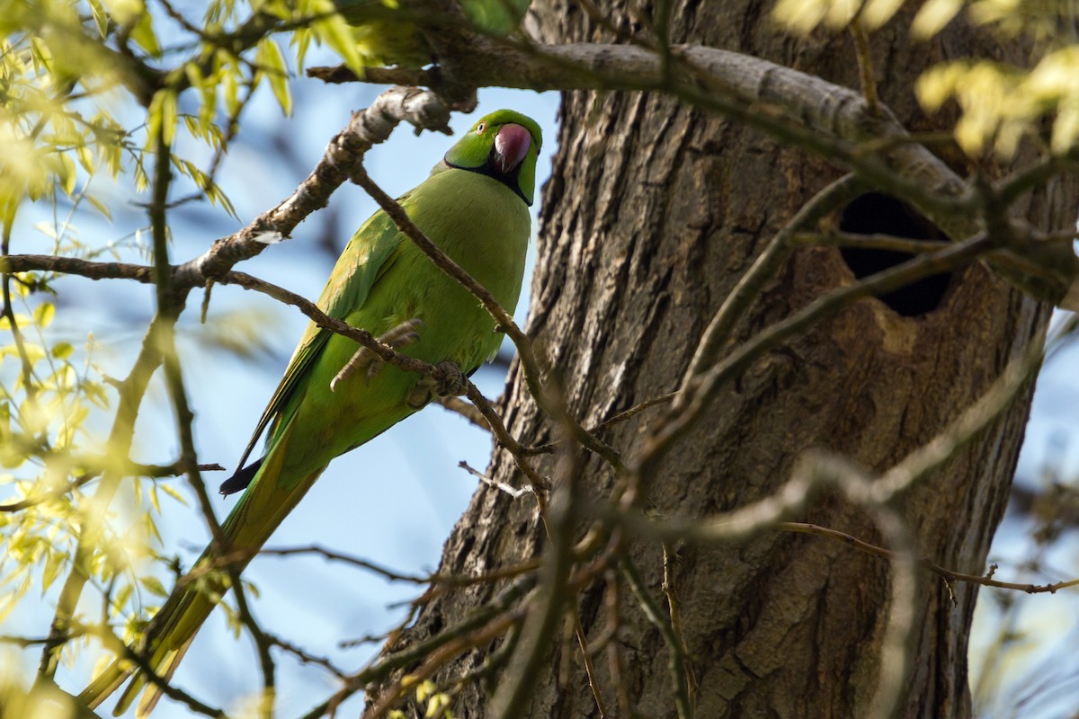 Rose-ringed Parakeet - ML620469334