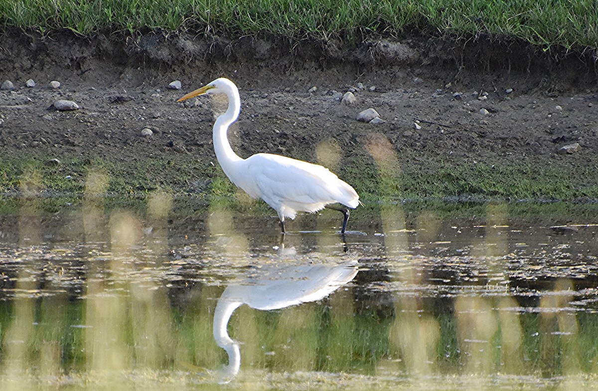 Great Egret - Scott Jackson