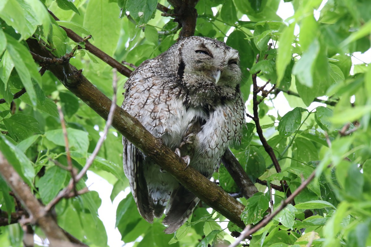 Eastern Screech-Owl - ML620469340