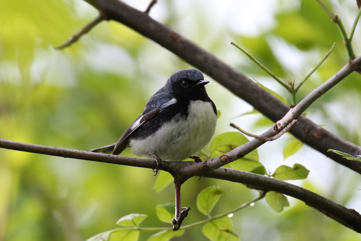 Black-throated Blue Warbler - ML620469344